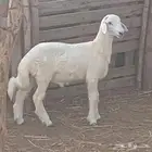 خروف حري العمر 4شهور للبيع