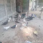 بط مصري للبيع