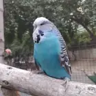 مطلوب انثى بادجي