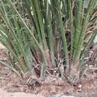 فسايل وجثايث خلاص