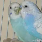 طيور بادجي للبيع.