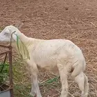 خروف حري العمر 3شهور ونص تقريبا للبيع