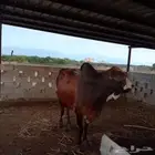 ثور فحل كفووو ماشاء الله تبارك