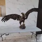 نسر محنط