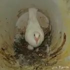 زاجل جورجي للبيع