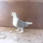 ماشا الله تبارك الله للبيع ذكر سراجي منتج