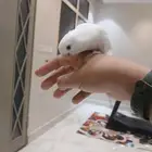 روز البينو اليف وهدد وعيون حمر وهدد خارجي