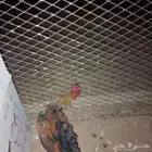 دجاج وحمام