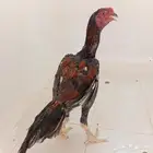ديك سندي فارسي