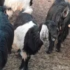 البيع جفره