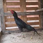 ديك بكستاني