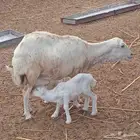 نعجة بدون أسنان معها رخلتين