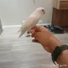 ببغاء روز اليف وهدد وعيون حمر وهدد خارجي