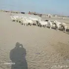أعرض لكم غنم حريات خلفات وجنب العدد 36تحتها18