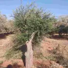 يوجد لدينا زيتون معمر زيتون وسط الحجم وشتلات أسعار طيبه