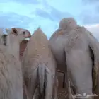 قعود في 6شهور كفووو على حليب امه