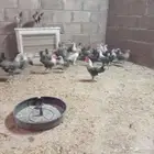 بيع ديك بلدي