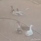 بط للبيع حوالي 24 حبه كبار وصغار في الصور الوحده من 20 ريال