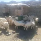 بهم تربية العدد 28 الذكور 4 الاناثي 24