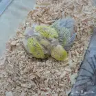 عصافير روز فراخ