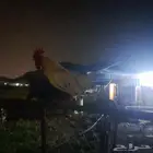 ديك بلدي
