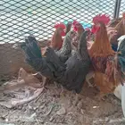 السلام عليكم صباح الخير موجود دجاج واديكه