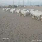 أعرض لكم غنم حريات جنب دفيع شرط الغنم 2تحتها 3