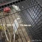 للبيع بادجي منتج