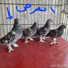 السلام عليكم ورحمة الله وبركاته للبيع للبيع