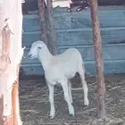 3 رخيل حري العمر 3شهور ونص إلى 5شهور تقريبا للبيع