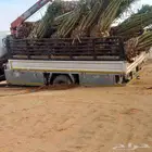 نخل مزراع الغاط المجمعه الزلفي سدير توصيل جميع مناطق المملكة