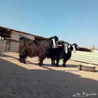 معزا عوارض البيع في الخفجي العدد 3