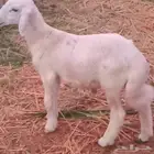 خروف حري العمر 3شهور لبن للبيع
