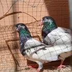 حمام باكستاني