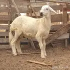 خروف حري العمر 4شهور للبيع