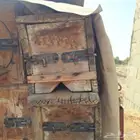 للبيع 64 نحل بلدي