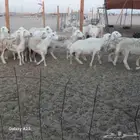 أعرض لكم غنم حريات رخال حرية جذعات وتني 3ربع