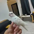 فرخ كروان تم البيع