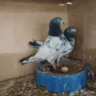 حمام باكستاني تربية محكر نظيف وخالي من الأمراض