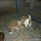 ارانب بلدي