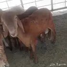 طليان سواكن مرابي