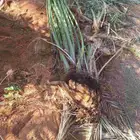 فروخ خلاص للبيع في اشيقر