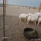 أعرض لكم غنم حريات جنب دفيع شرط ومضاريع شرط ومفصل