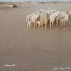 أعرض لكم غنم حريات خلفات وجنب طيبه