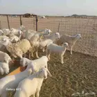 أعرض لكم غنم حريات خلفات طيبه سليمه من الأمراض العدد 47تحتها