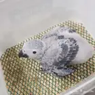 للبيع فرخ كاسكو