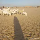أعرض لكم غنم حريات خلفات وجنب العدد 20تحتها 4