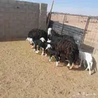 غنم نجد ولد