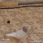 حمام اربع جوز متوالفه شرط