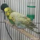 Badji birds طيور البادجي   طيور الحب